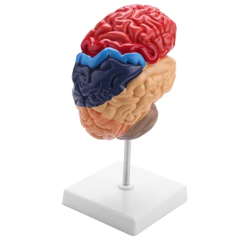 Анатомическая модель головного мозга Анатомия 1:1 Половина мозга Ствол мозга Учебные лабораторные принадлежности